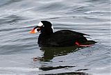 Surf Scoter